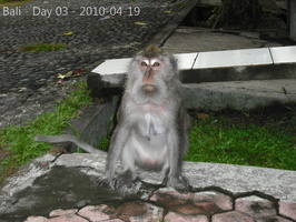 20100414 Bali-MonkeyForrest-Tannah Lot  28 of 36 